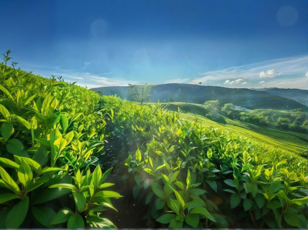 荼葉生產(chǎn)地配置了萊恩德農(nóng)藥殘留檢測(cè)儀，提升茶葉銷(xiāo)售市場(chǎng)