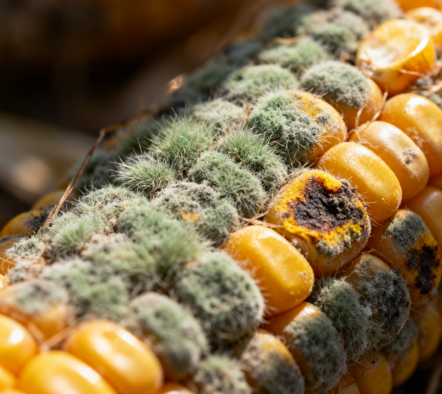 高效真菌毒素快速篩查解決方案：萊恩德快檢技術(shù)體系