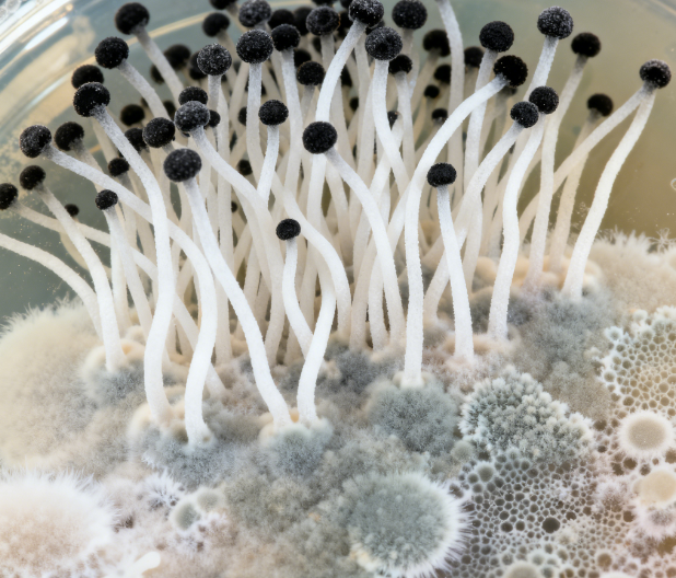 萊恩德推出熒光定量真菌毒素檢測儀，重新定義糧食安全檢測標(biāo)準(zhǔn)